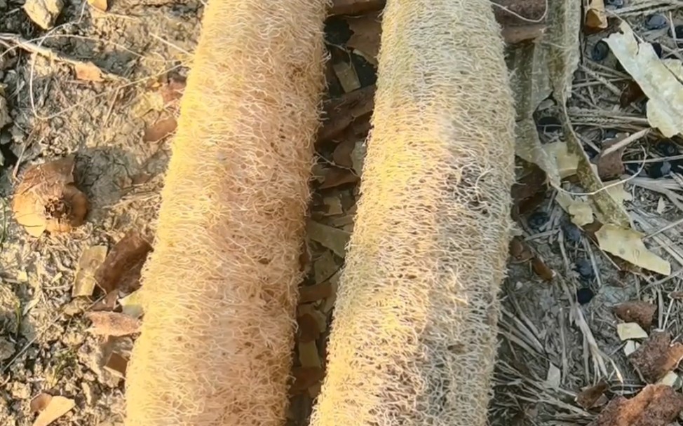 一条丝瓜精,剥壳清脆的响声可太解压啦