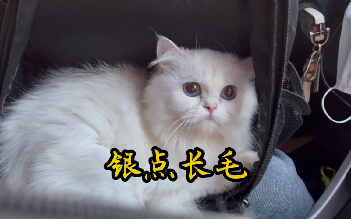 银点长毛猫颜值这么高,为什么就火不起来呢?哔哩哔哩bilibili