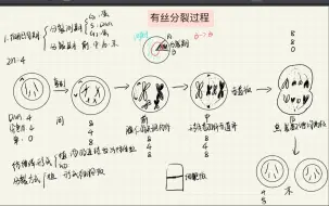 Скачать видео: 【高中生物】｜细胞周期与有丝分裂的过程