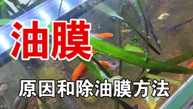 小狐狸 鱼缸水面有油膜肿么破 教你除油膜 分分钟搞定辣 哔哩哔哩 つロ干杯 Bilibili