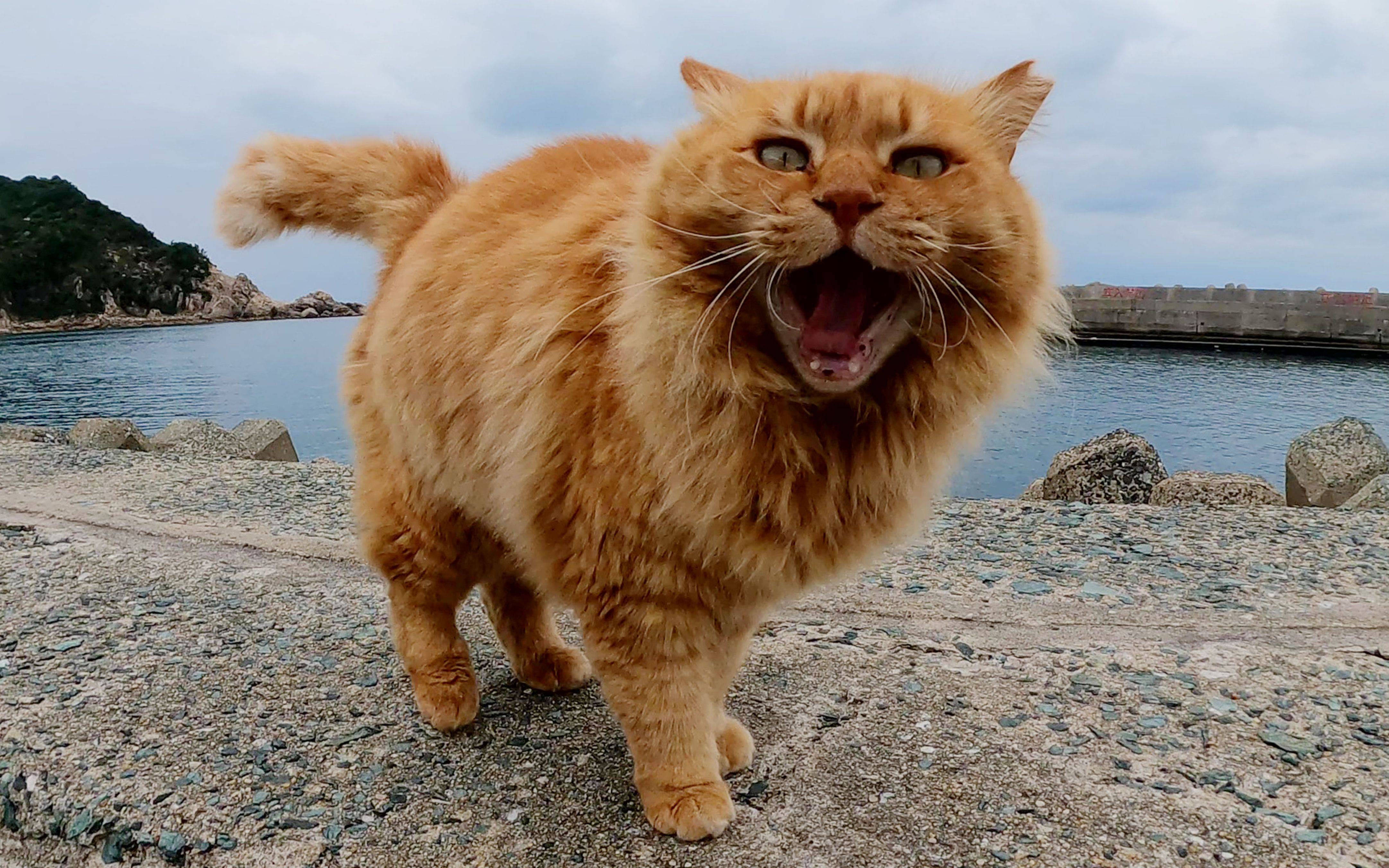 生活在渔港的长毛狮子猫