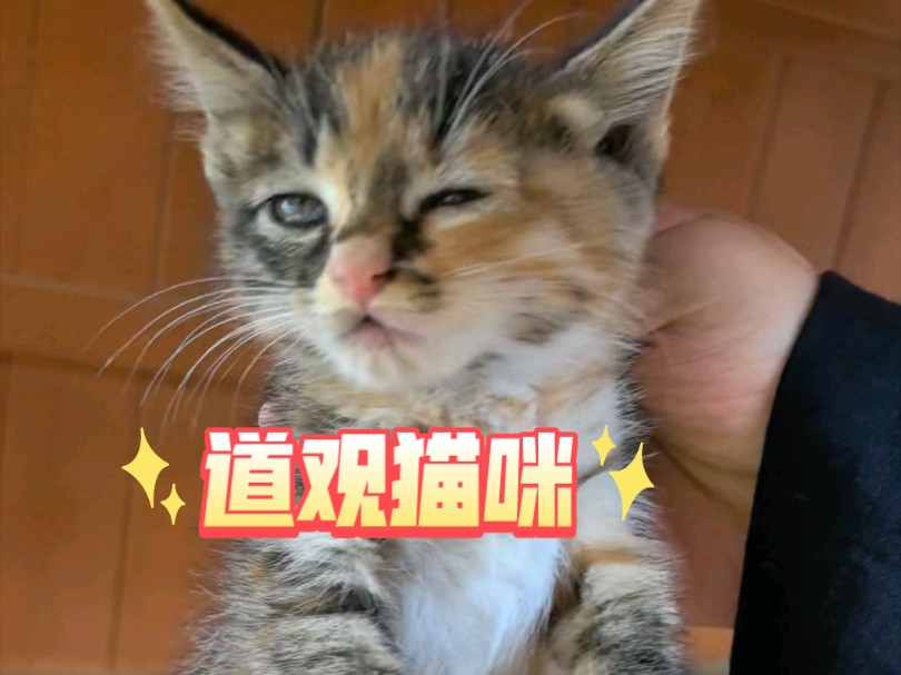 道观猫咪云撸猫哔哩哔哩bilibili