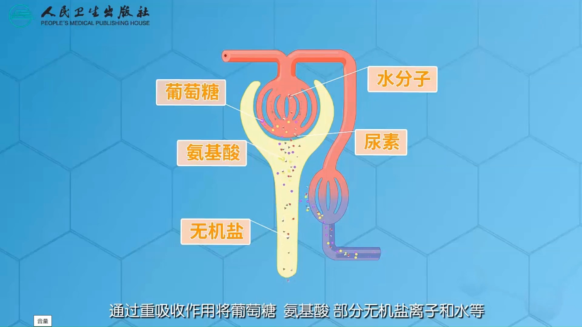 【学习自用】尿液的产生与排泄哔哩哔哩bilibili