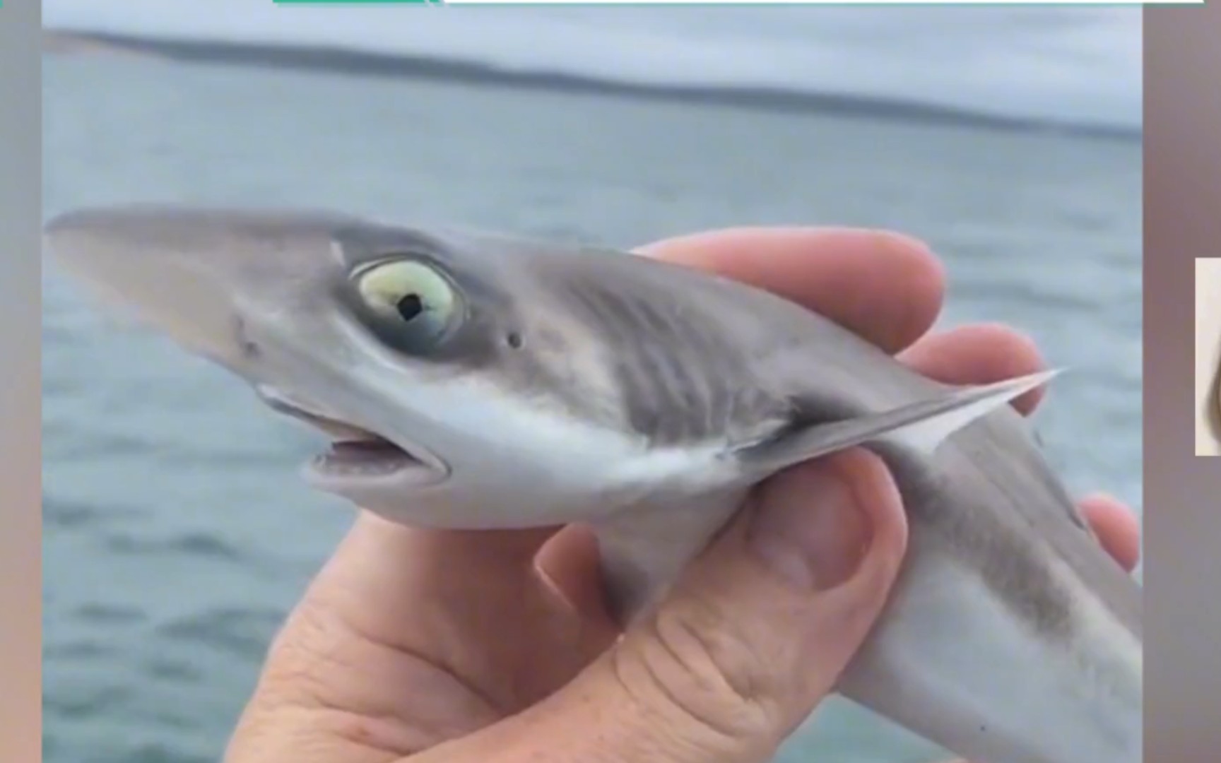 澳洲网友海钓钓到鲨鱼宝宝,瞪大眼睛奶凶奶凶十分可爱