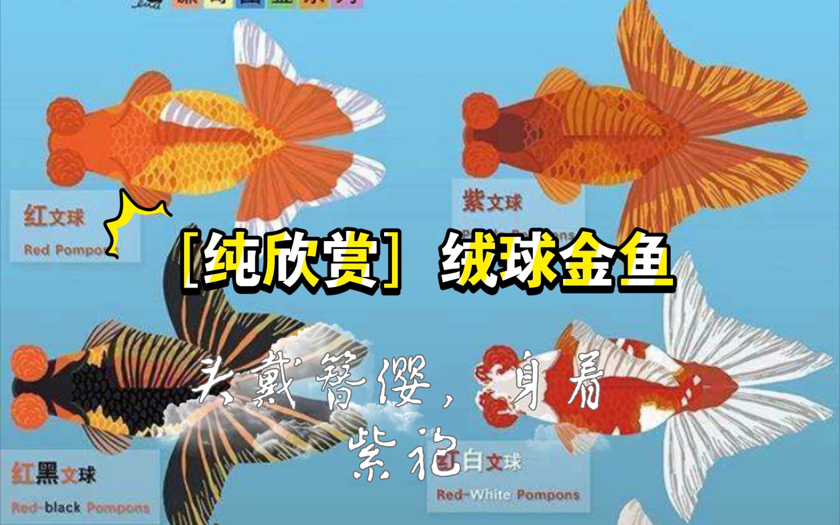 绒球金鱼,头戴簪缨,身着紫袍!