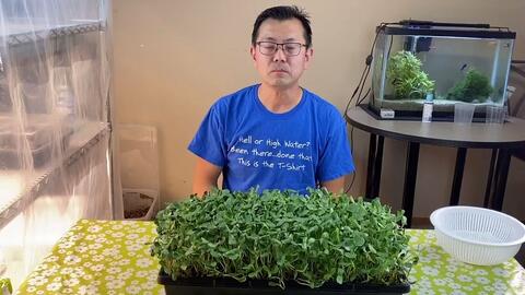 微型蔬菜 种植向日葵 6天收获 你知道向日葵还可以这样吃吗 哔哩哔哩