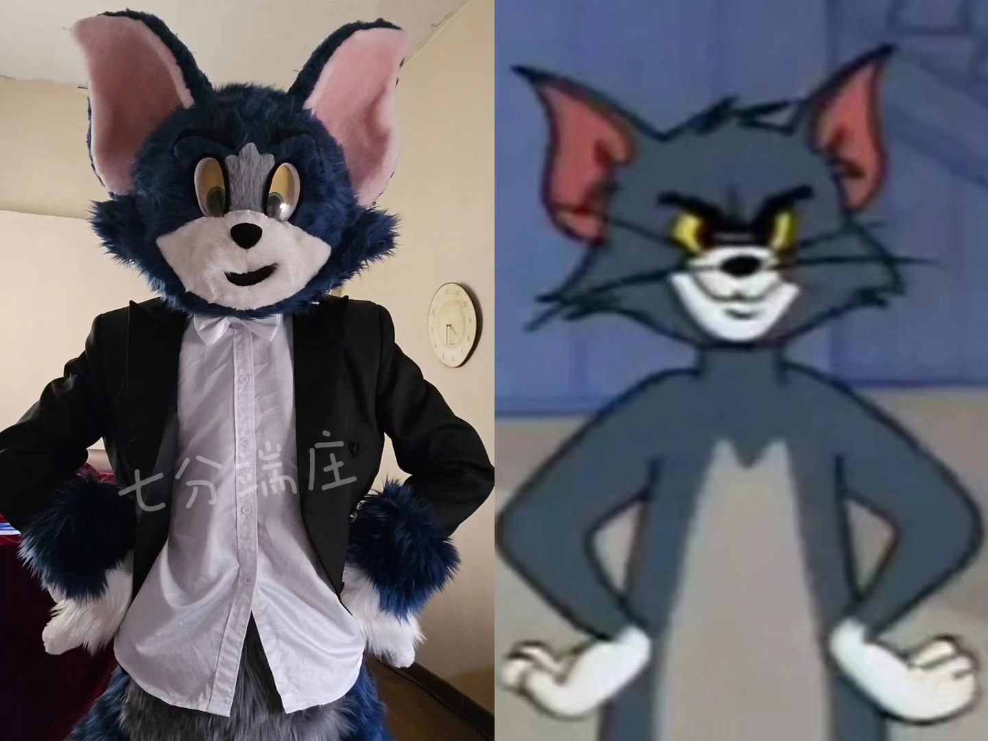 万圣节 会见到一只tom 汤姆猫