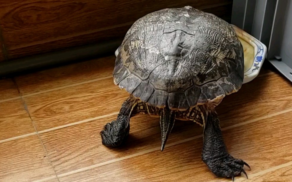 巴西龟站着拉尿