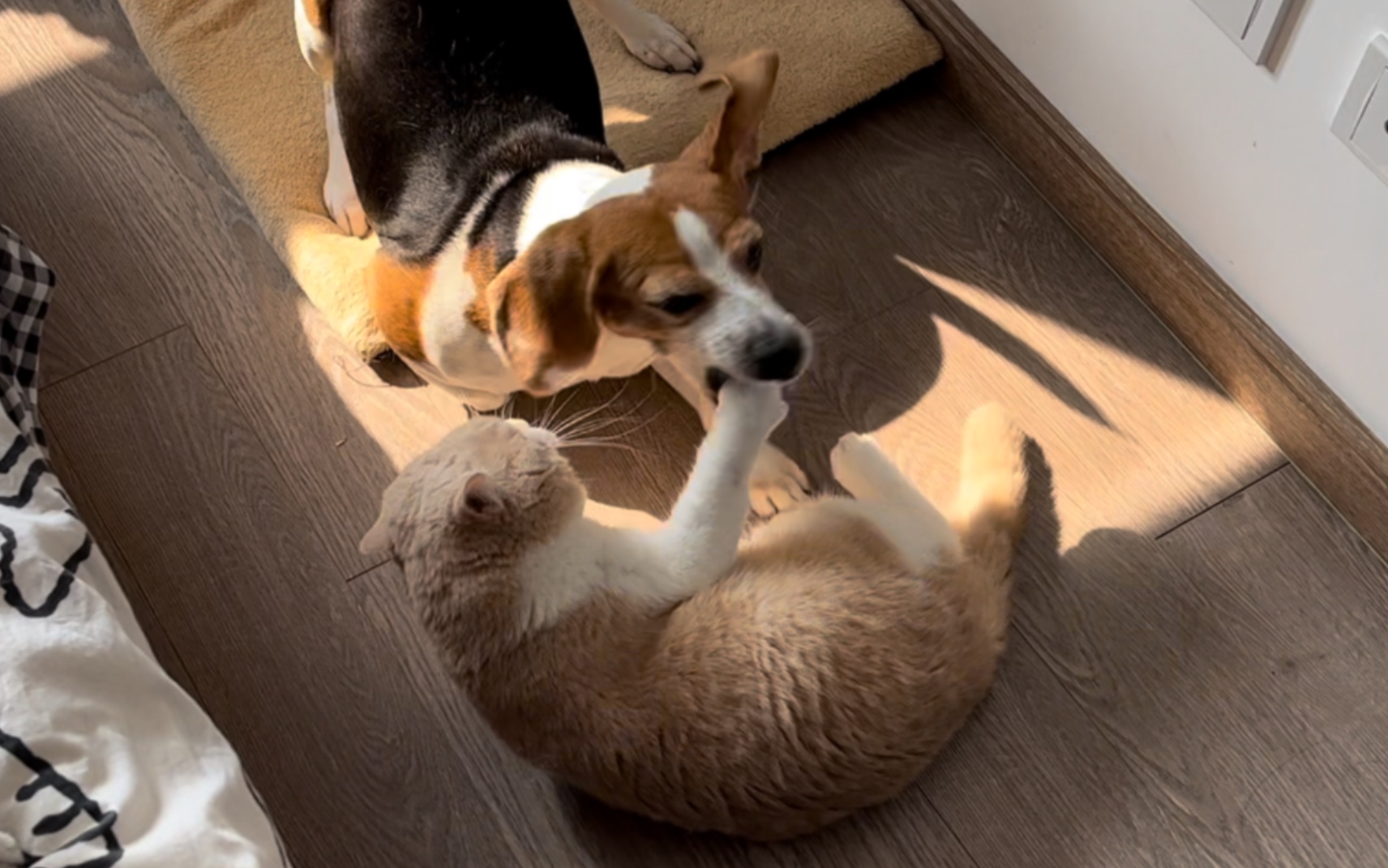 小猫咪的反击——找到你的弱点了!垂耳大叫驴!