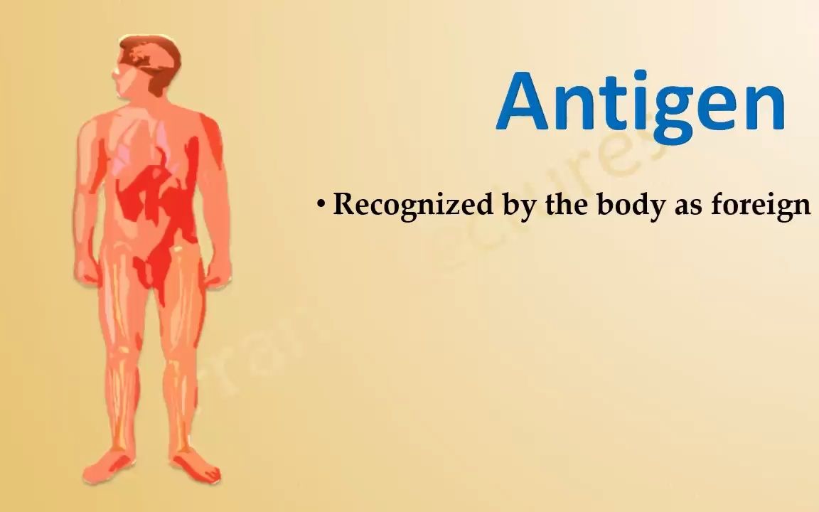 免疫学抗原与表位 Antigen and Epitope哔哩哔哩bilibili