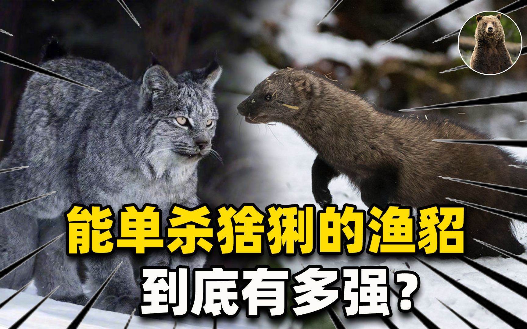 生擒加拿大猞猁,智取豪猪,体型不大的渔貂到底有多强?