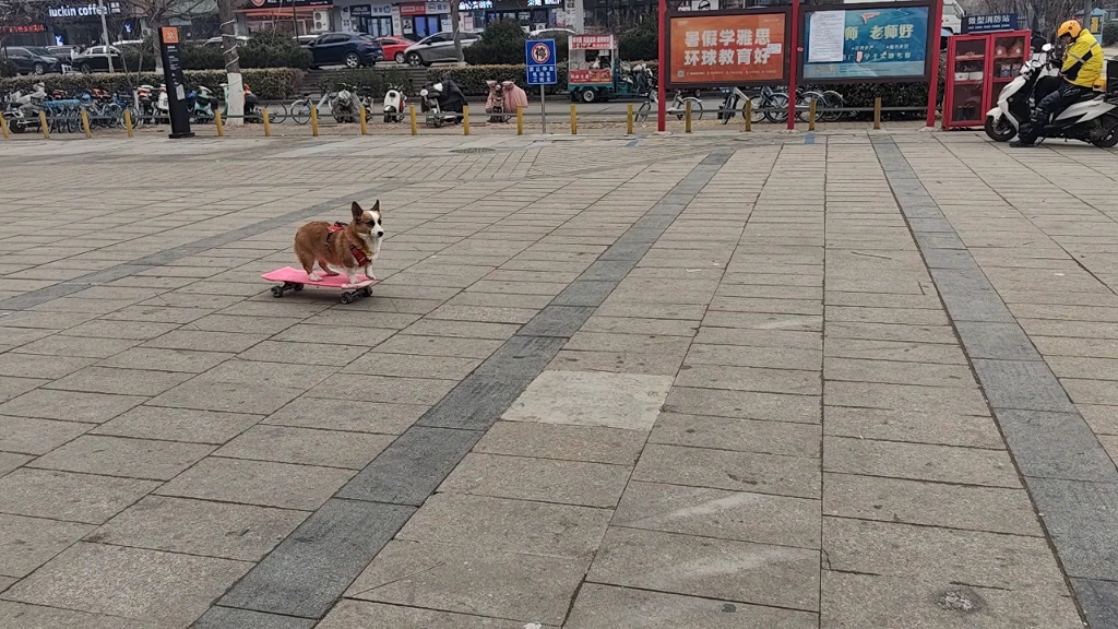 [图]长清大学城的小柯基厉害的不行不行的～