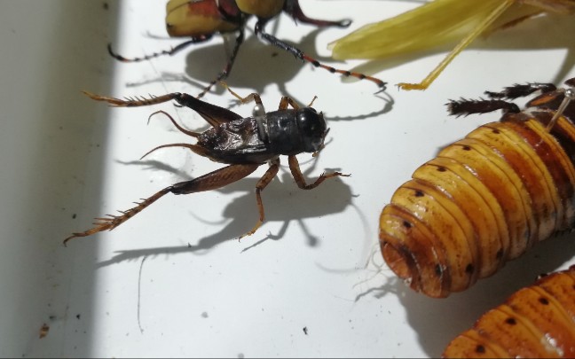 活动作品谢廖沙黑金刚蟋蟀标本制作