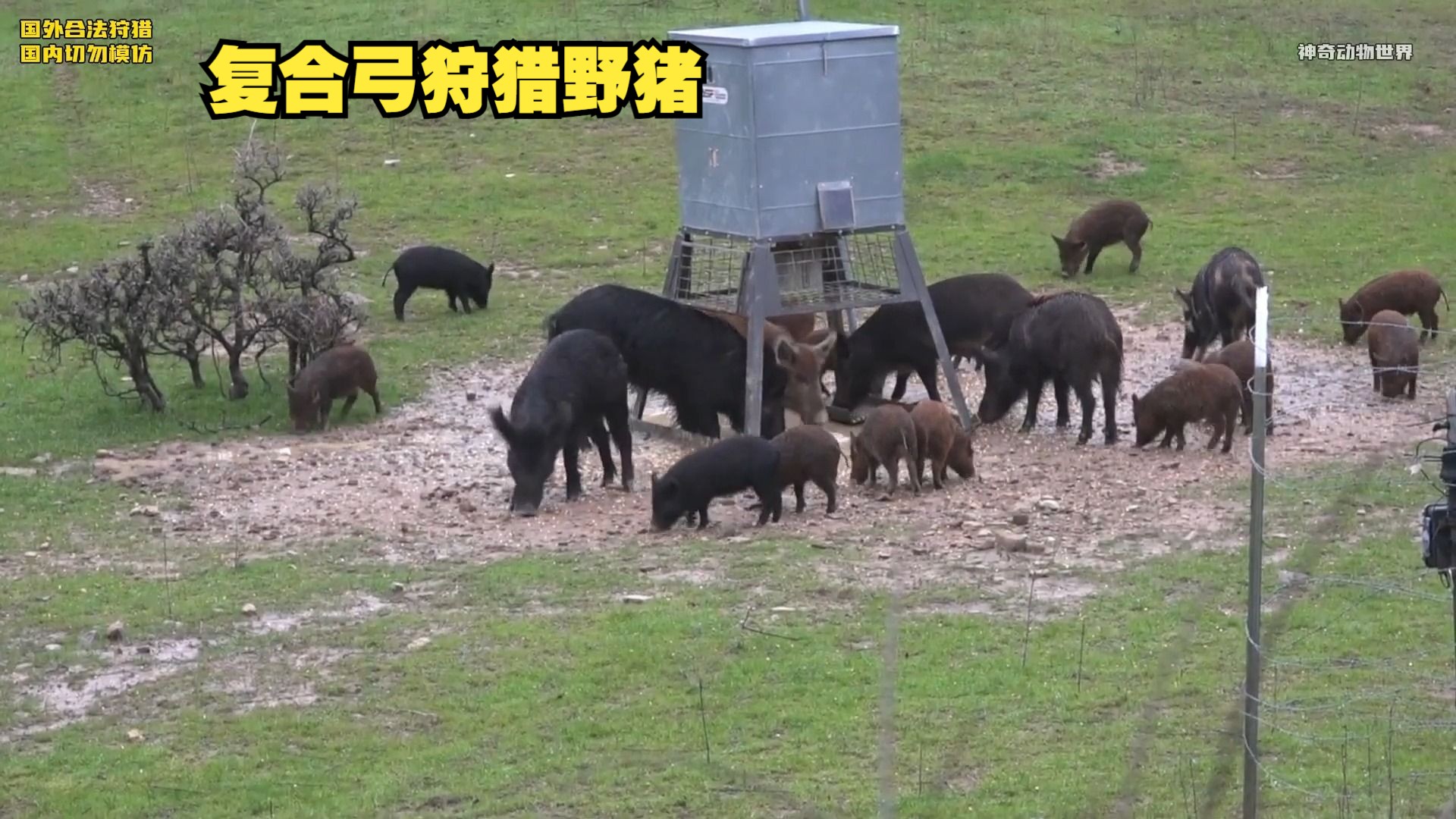 丧彪用复合弓狩猎野猪,野猪直接被刺个透心凉