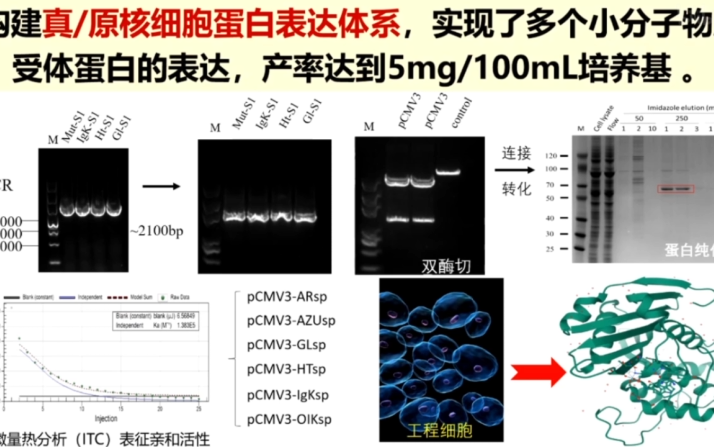 20210622江南大学胥传来食品生物安全相关哔哩哔哩bilibili