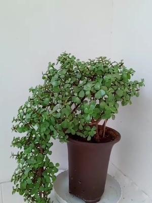 金枝玉叶小苗塑形