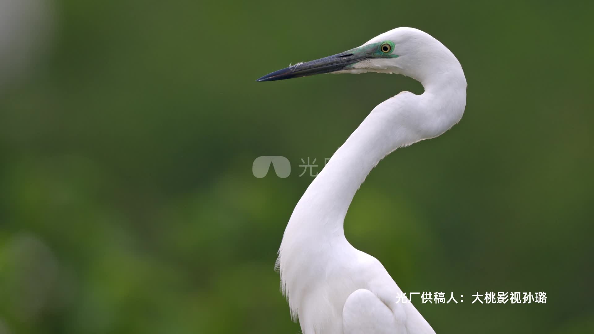 世界动物日白鹭鸟类野生动物视频素材哔哩哔哩bilibili