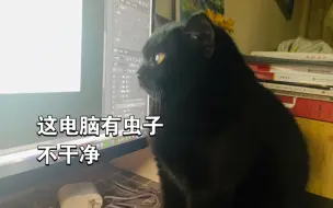 Download Video: 有一只操碎心的猫——工作效率下降100%