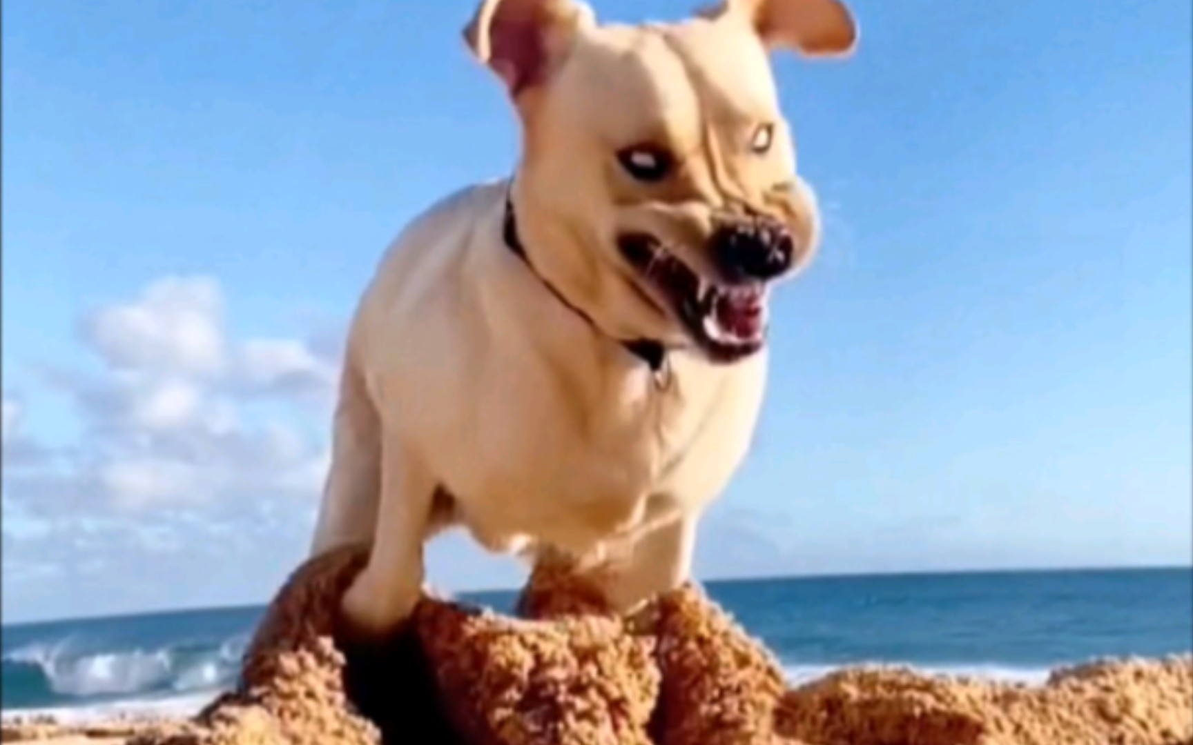 爱笑的小狗旺财,用它的龇牙咧嘴征服世界!