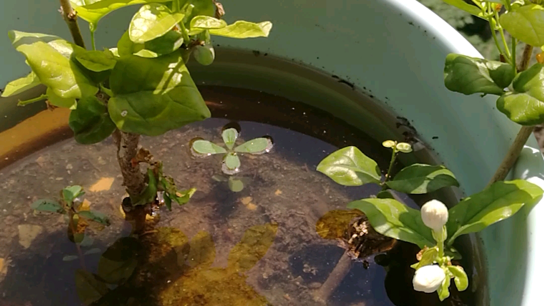 长春绿植花卉批发公司地址电话