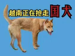 Download Video: 越南人抢走了国犬