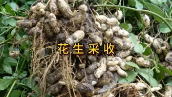 Tải video: 花生从种上没去管理，不知道有没有