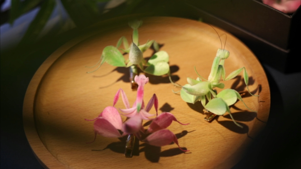 一窝螳螂准备飞走咯,嘿嘿