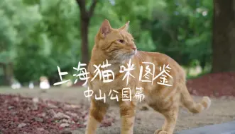 Download Video: 上海猫咪图鉴 | 中山公园篇