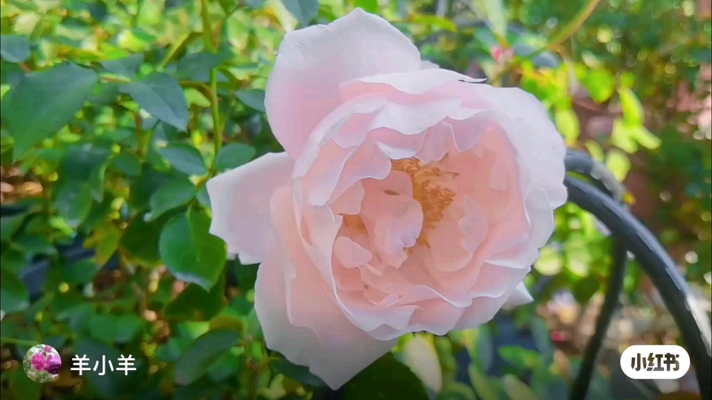 [图]轻盈之花：狼家的醉芙蓉，夜光杯 醉芙蓉真的很美啊，在角落静静地开放，等我发现花已经完全绽放，轻盈柔和。夜光杯，花瓣偏薄，不耐露水，不经北风，不过人家夏花优秀