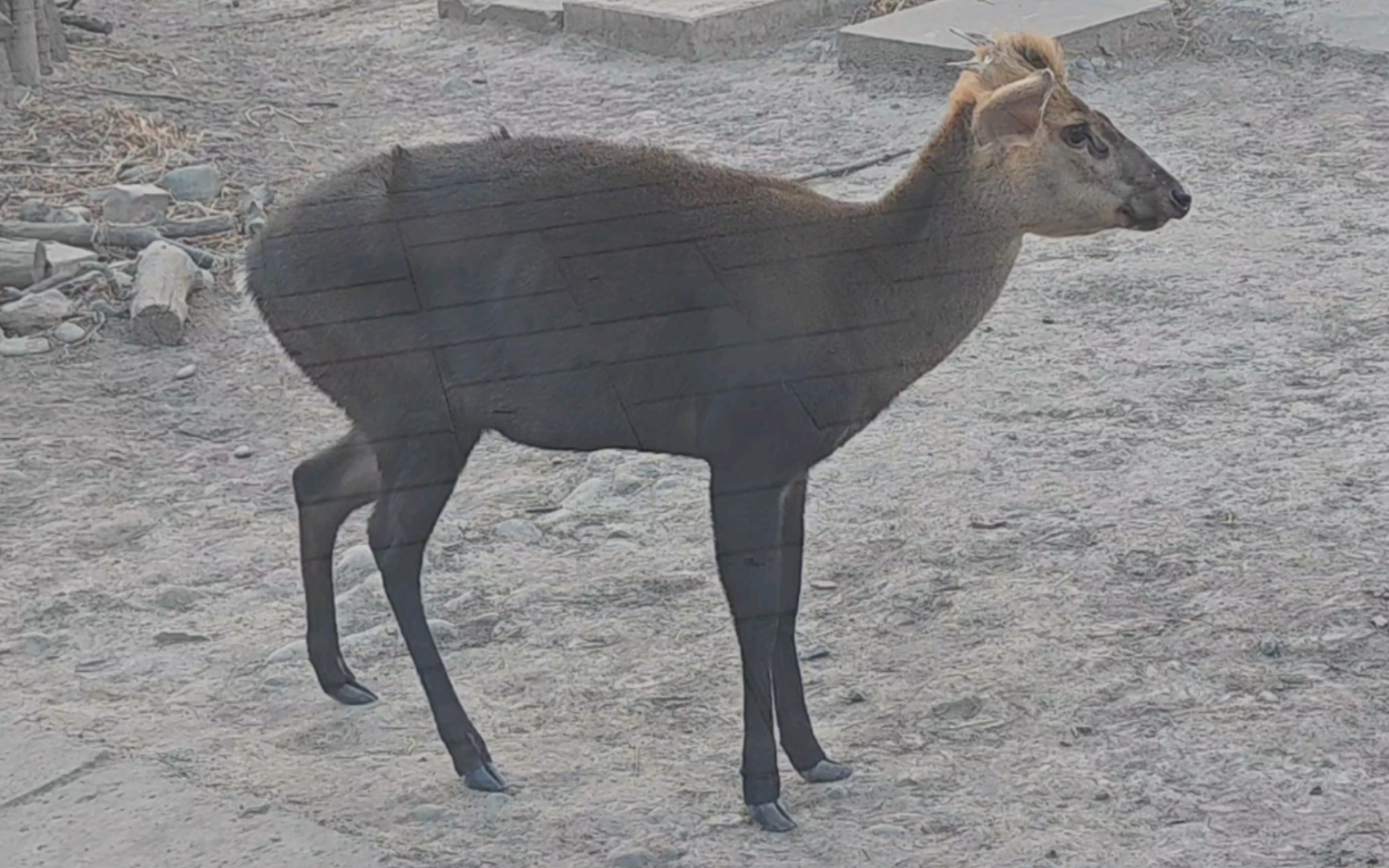 北京动物园:黑麂