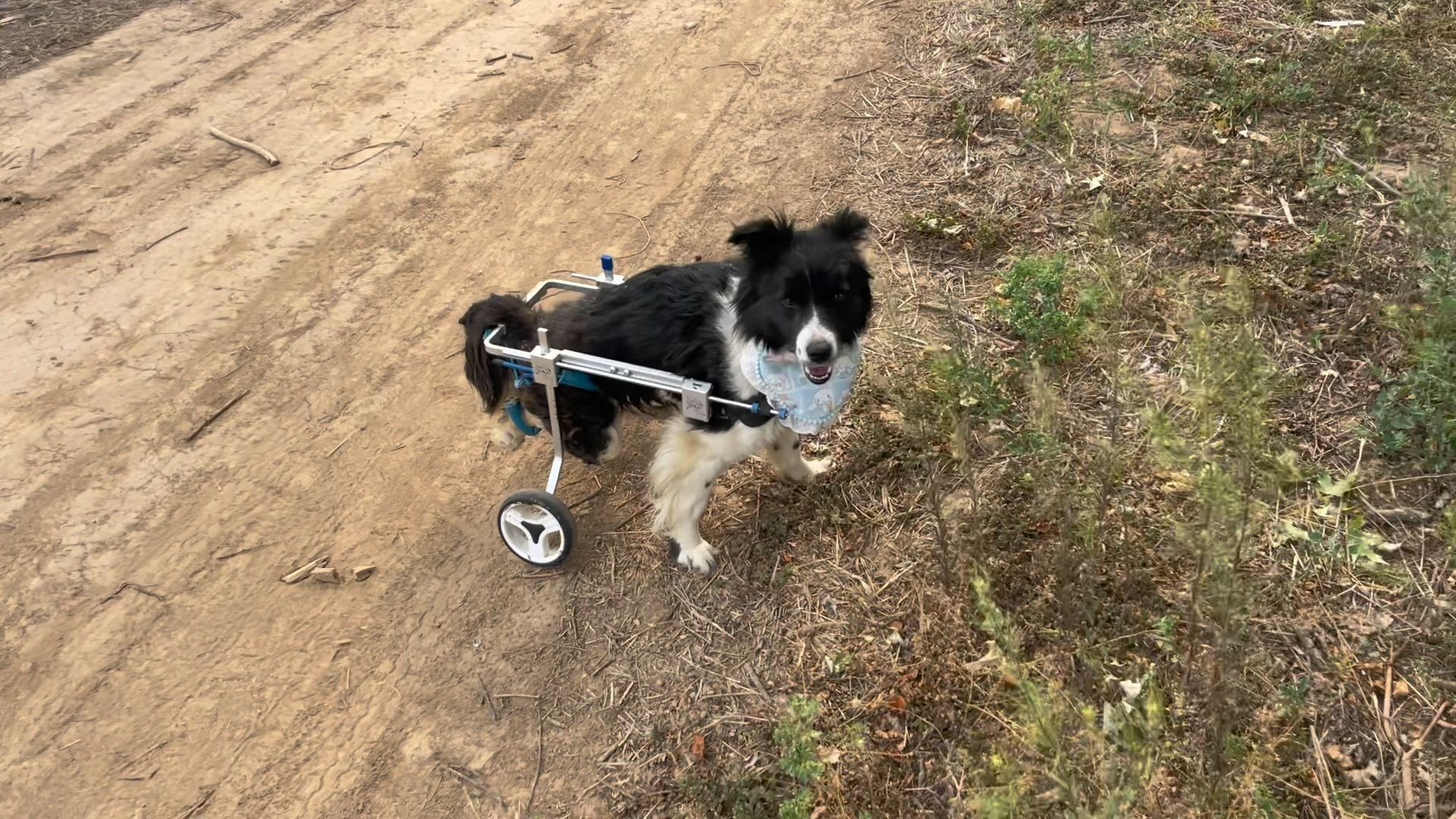 瘫痪狗狗驾驶轮椅漫步在小路上,无忧无虑的时光让点点越来越勇敢