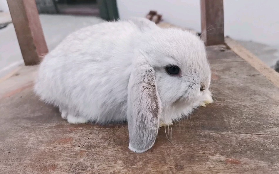 【垂耳兔】要胖成球的极品霜色妹妹