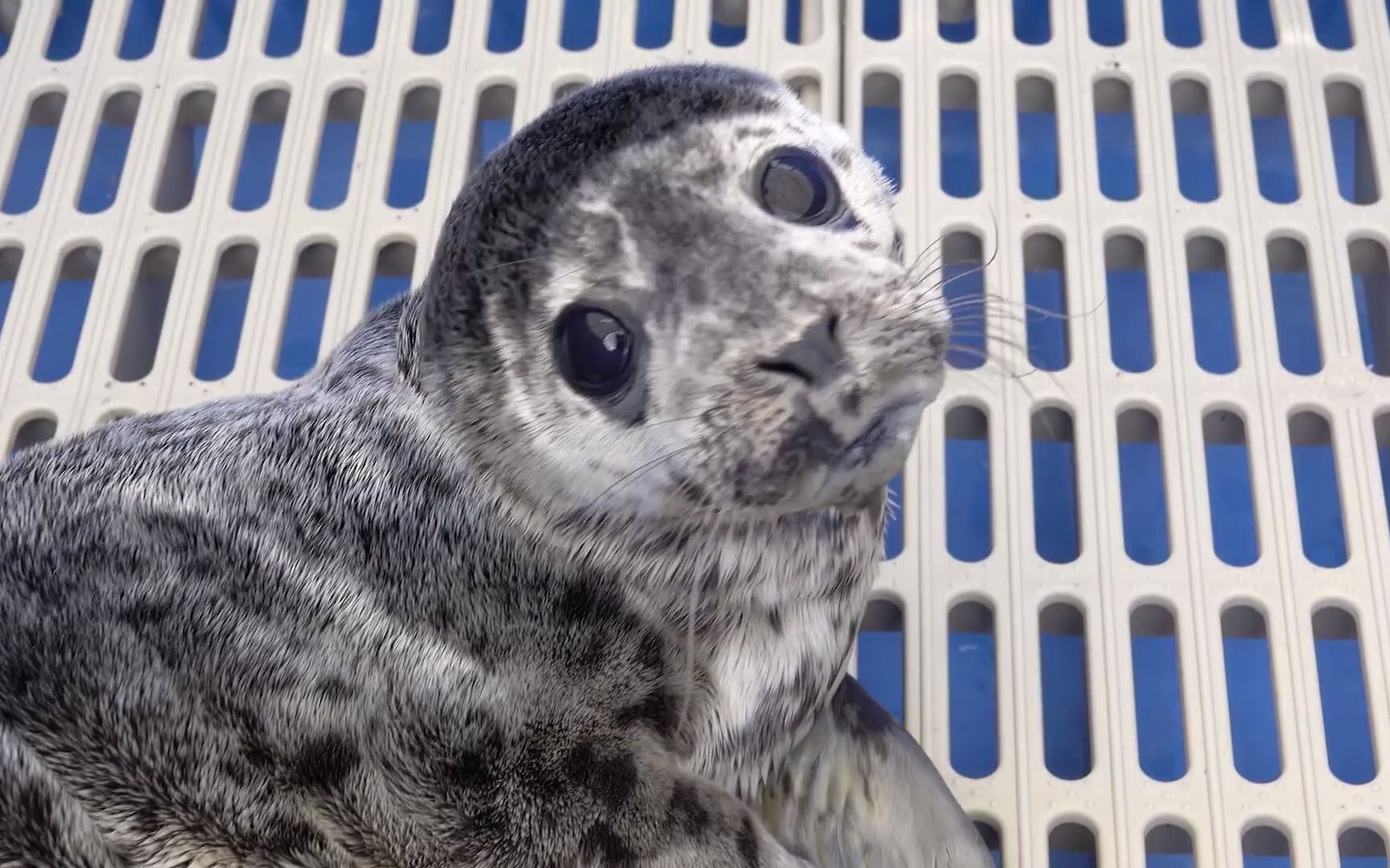 【豹豹】吃饱了不能让我躺一会儿吗_哔哩哔哩 (゜-゜)つロ 干杯~-bili