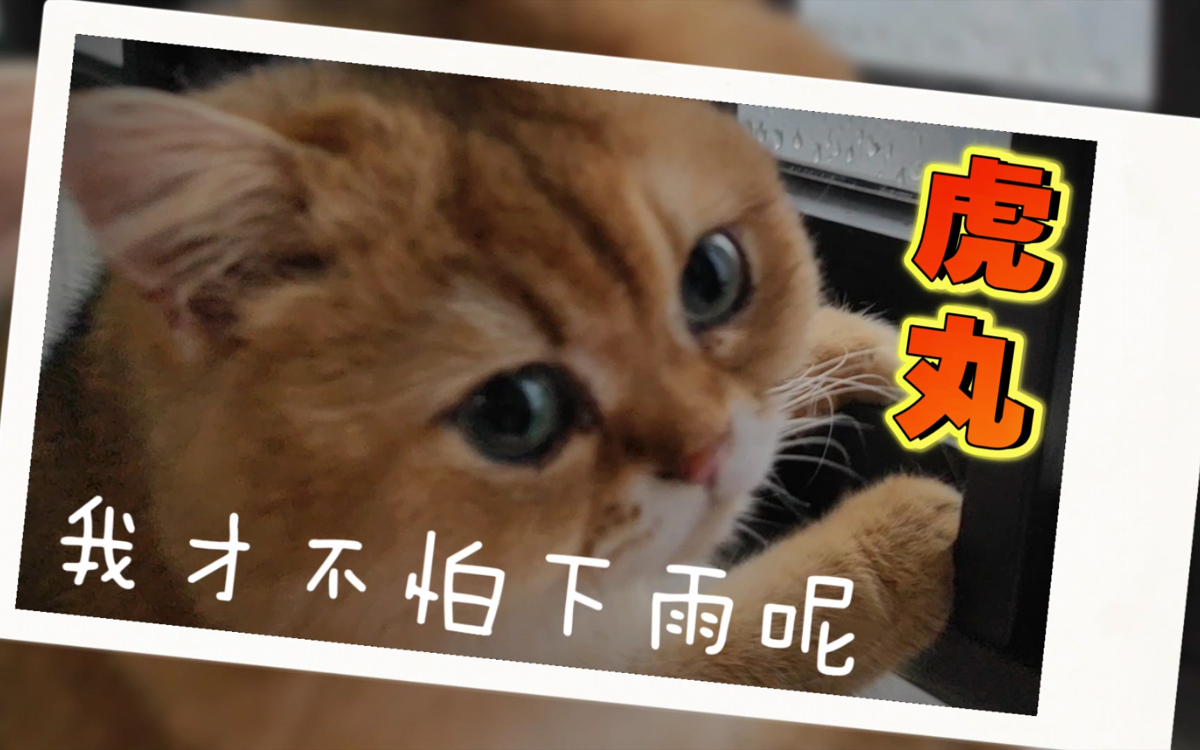 【金渐层猫】 虎丸『我才不怕下大雨呢!』 (虎丸的猫猫日常#131)哔哩哔哩bilibili