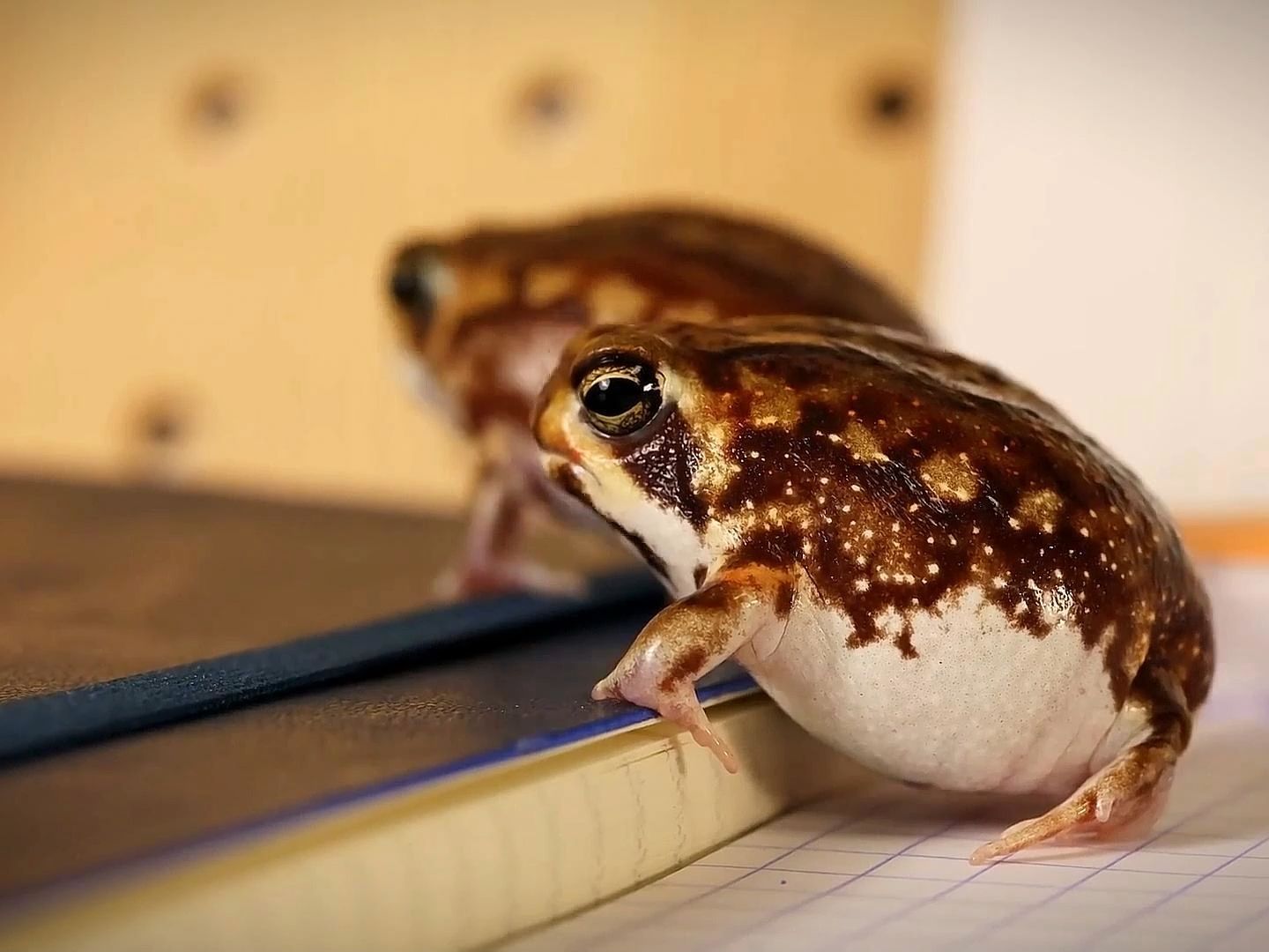 我家馒头蛙的快乐生活