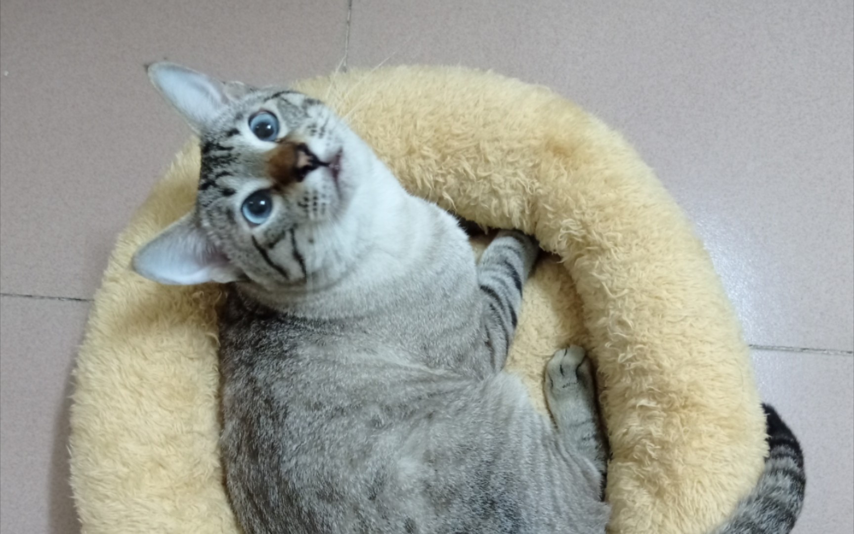 【虎斑暹罗雪球】用尾巴逗猫