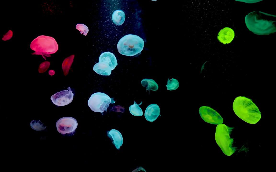 k2612 2k画质海底世界水族馆海洋动物裸眼3d全息投影水母游动餐厅酒店