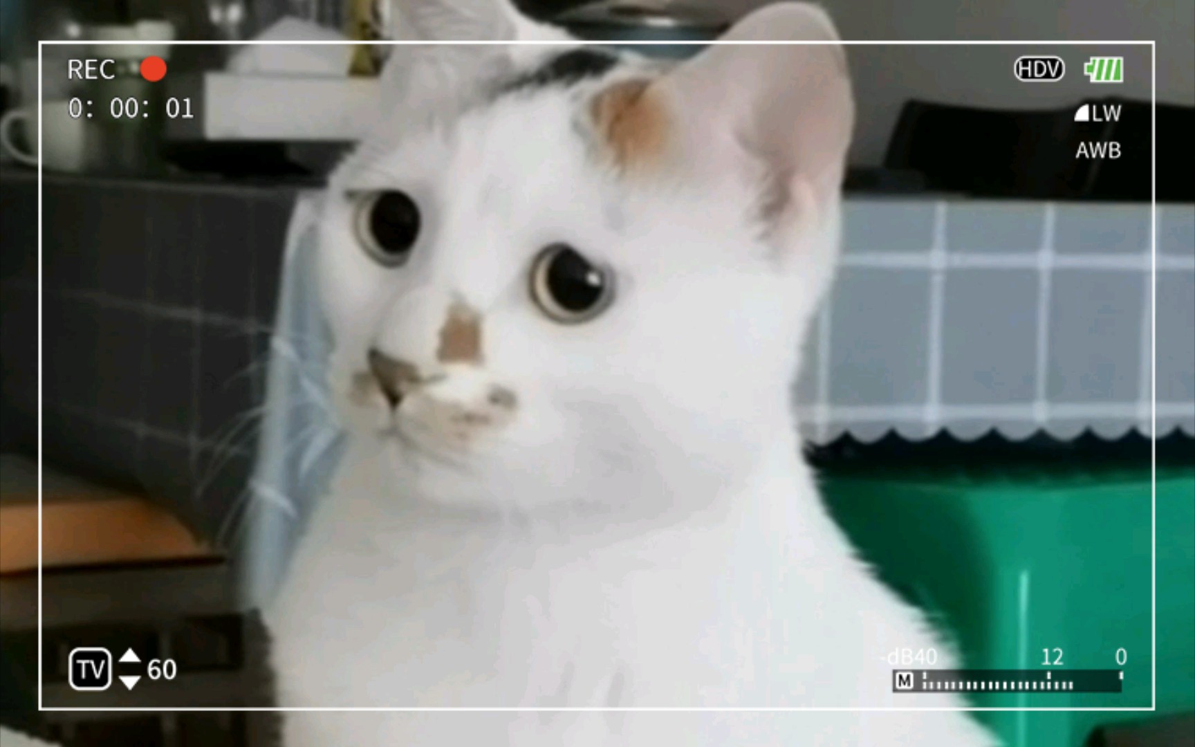 猫猫小表情合集| 动态| 菠萝猫咪的生活日记哔哩哔哩bilibili