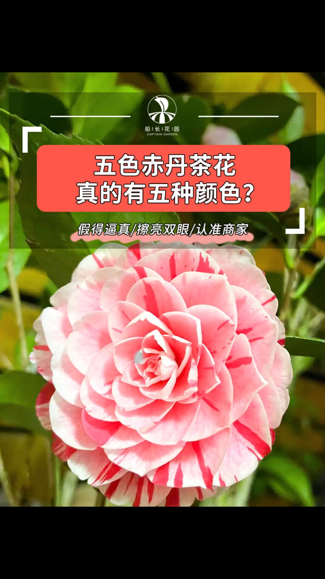 五色赤丹茶花真的有5种花色?哔哩哔哩bilibili