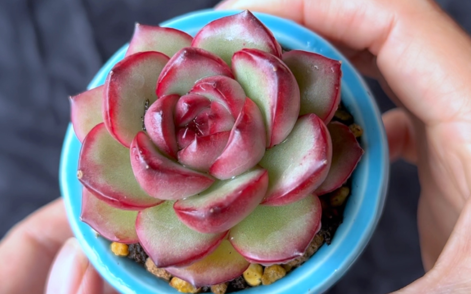 入坑好时节,再来推荐15款莲花座带边线的多肉,值得拥有