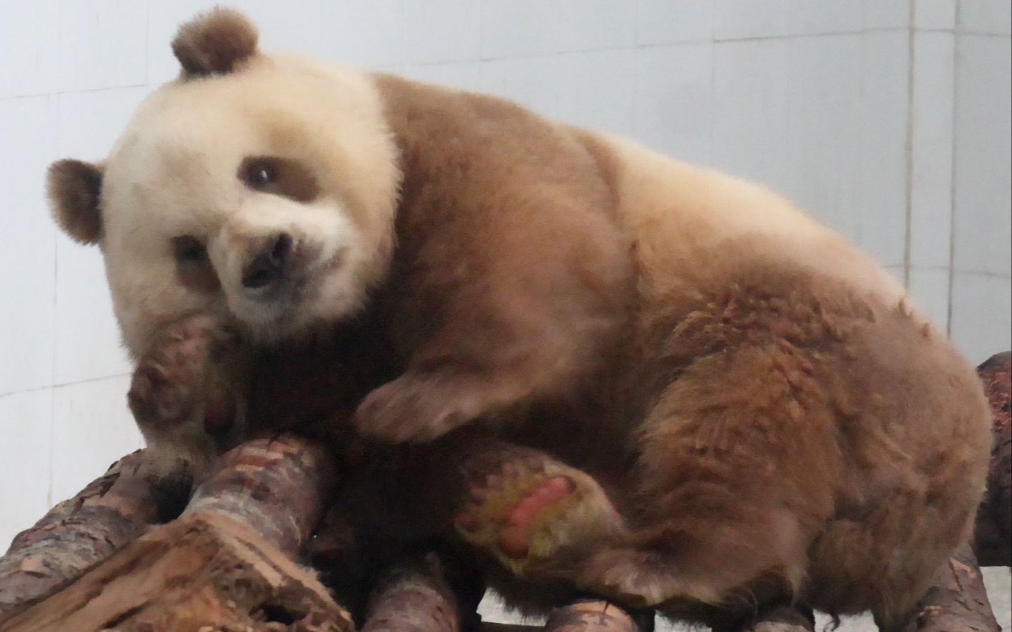 【大熊猫七仔】睡觉前在木架上先挠个痒痒,萌化了两脚兽的心