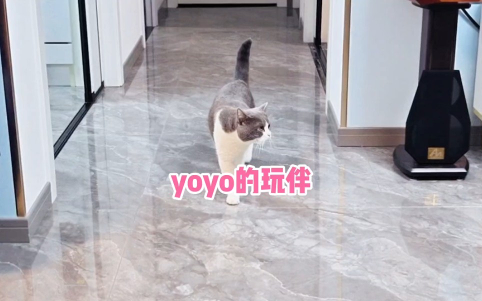 虽然yoyo是独生子女,但她的玩伴很配合她哔哩哔哩bilibili