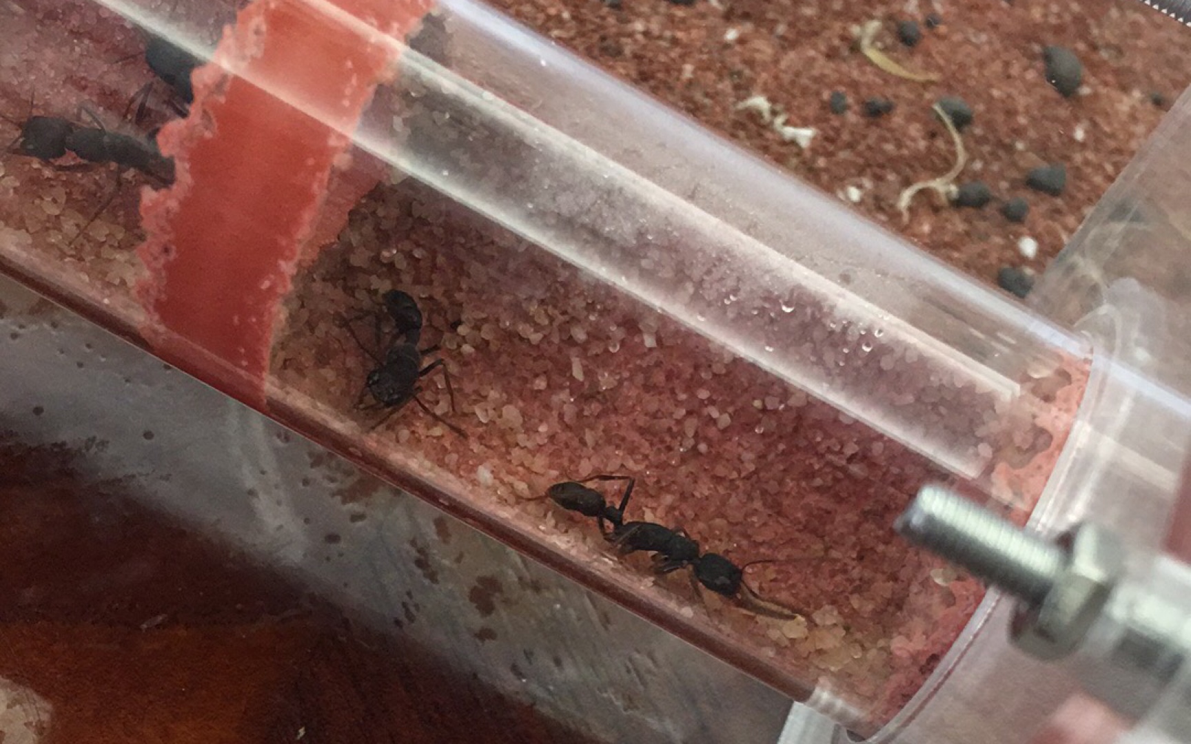 猎镰猛蚁开箱!可爱小跳蛛惨遭屠戮!