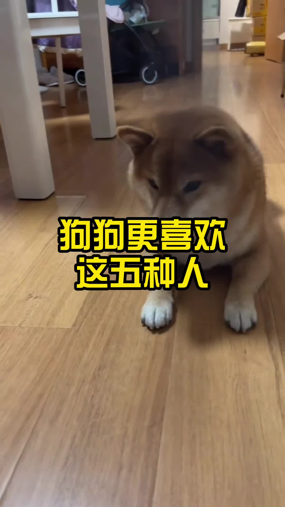 狗狗更喜欢这五种人哔哩哔哩bilibili