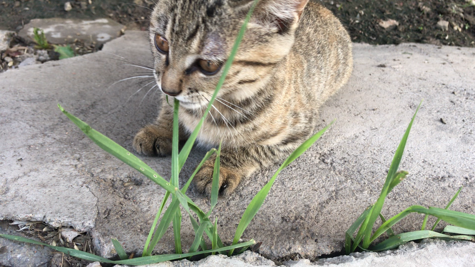 活动  【小猫咪】在吃草的狸花猫