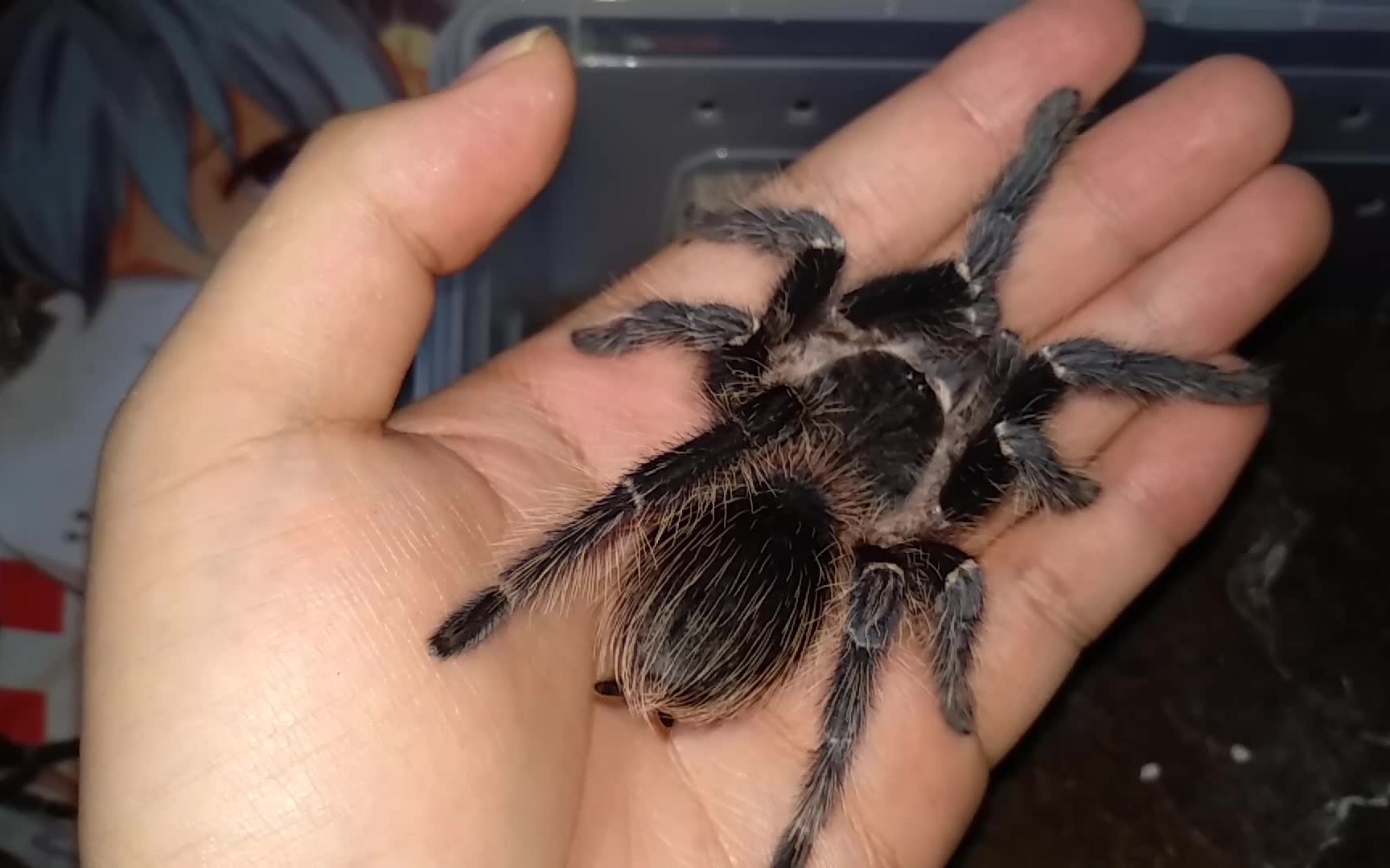 【星空】大所罗门蜕皮啦~又大又粗,黑长直.