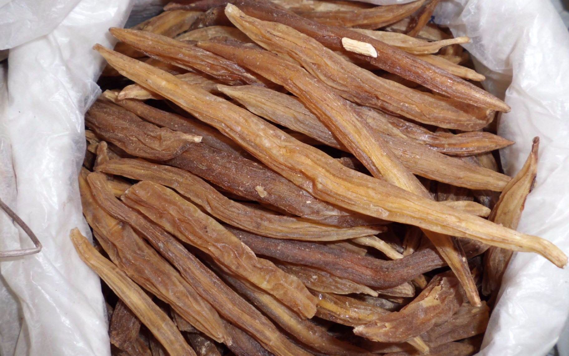 这种名叫"老虎尾巴根"的植物,市场很少见,已被国家重点保护!