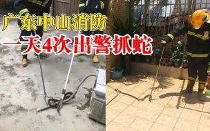 Video herunterladen: 广东中山消防一天4次出警抓蛇：有钻洗衣机里的，有盘在灶台上的