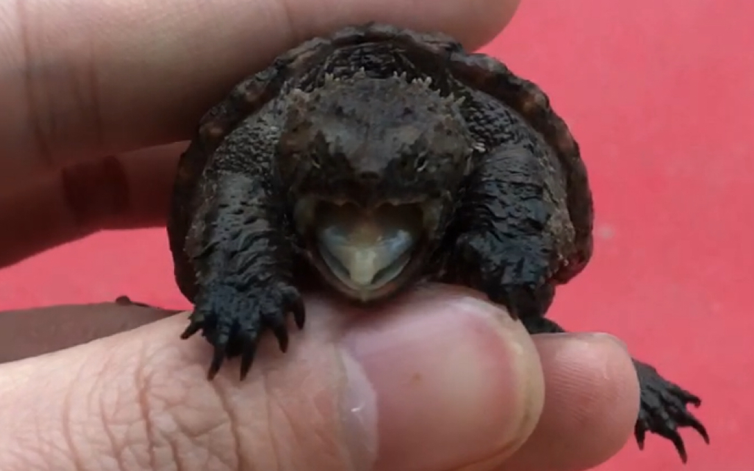 佛鳄龟饿魔之吻