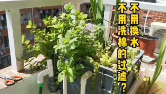 Tải video: 只加水不换水的养龟过滤，阳光好就能用